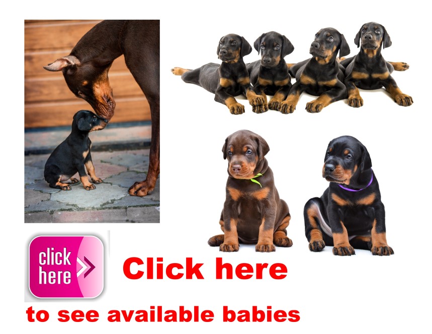 Doberman Pinscher, puppy, puppies, kennels, breeder, breeders, puppies for sale, for, sale, adoption